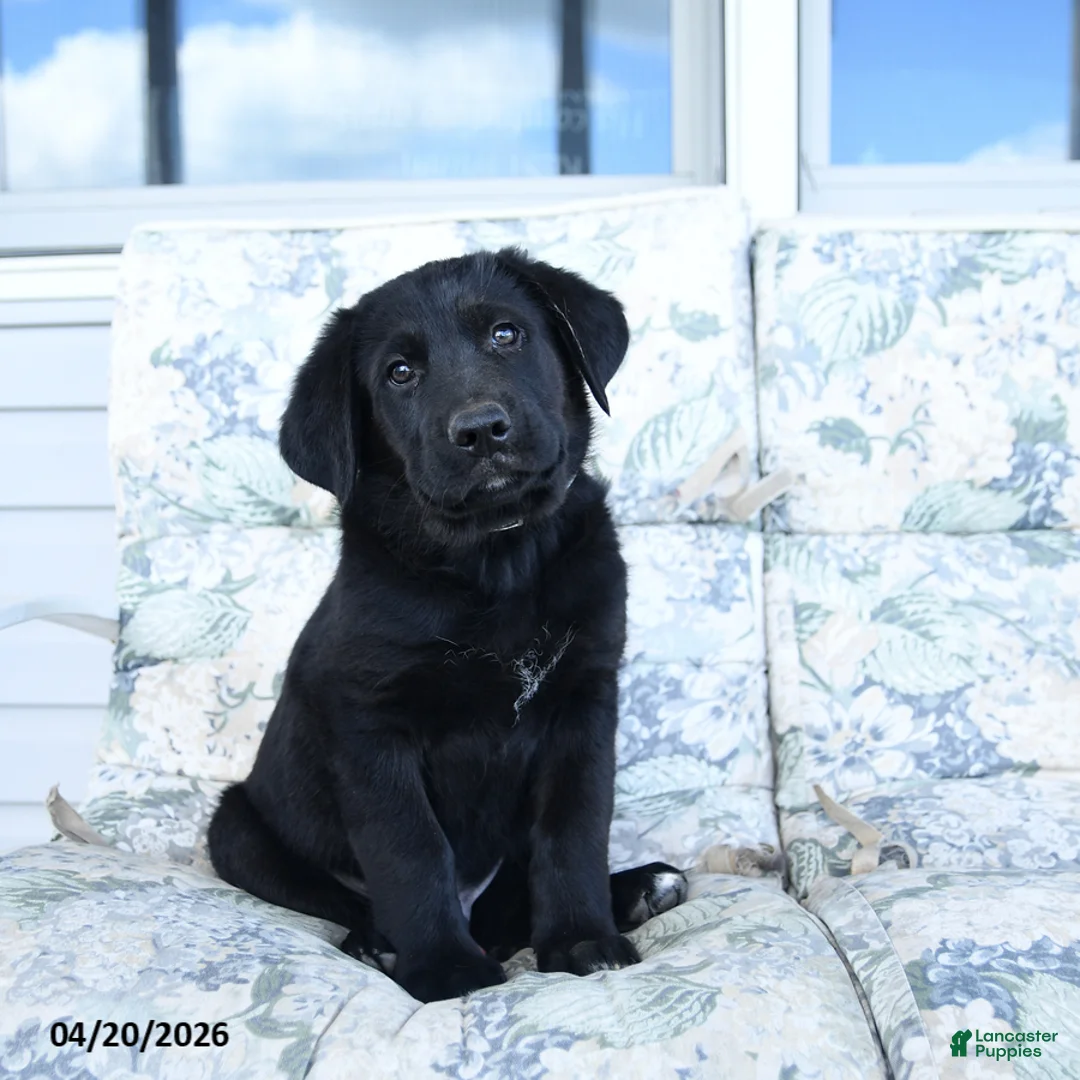 Mixed Breed dogs for sale: Lester - Ad 3