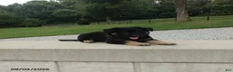 German Shepherd dogs for sale: Denver - Ad 4
