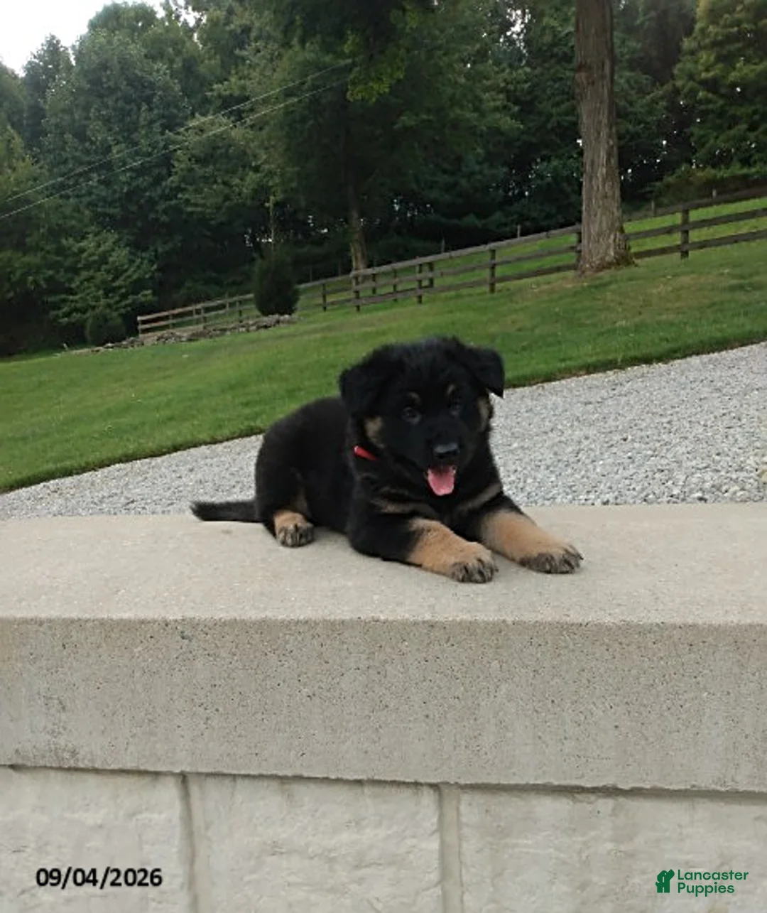 German Shepherd dogs for sale: Denver - Ad 4
