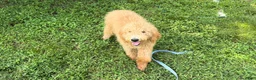 Goldendoodle dogs for sale: Boy - Ad 2