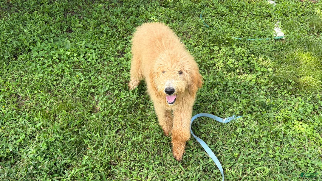 Goldendoodle dogs for sale: Boy - Ad 2