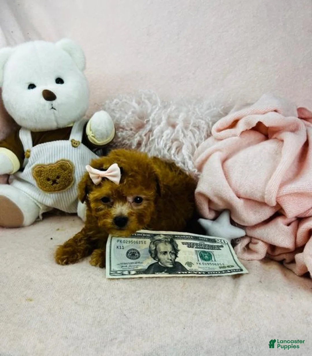 Toy Poodle dogs for sale: Toy Poodle Puppy 2 - Ad 4