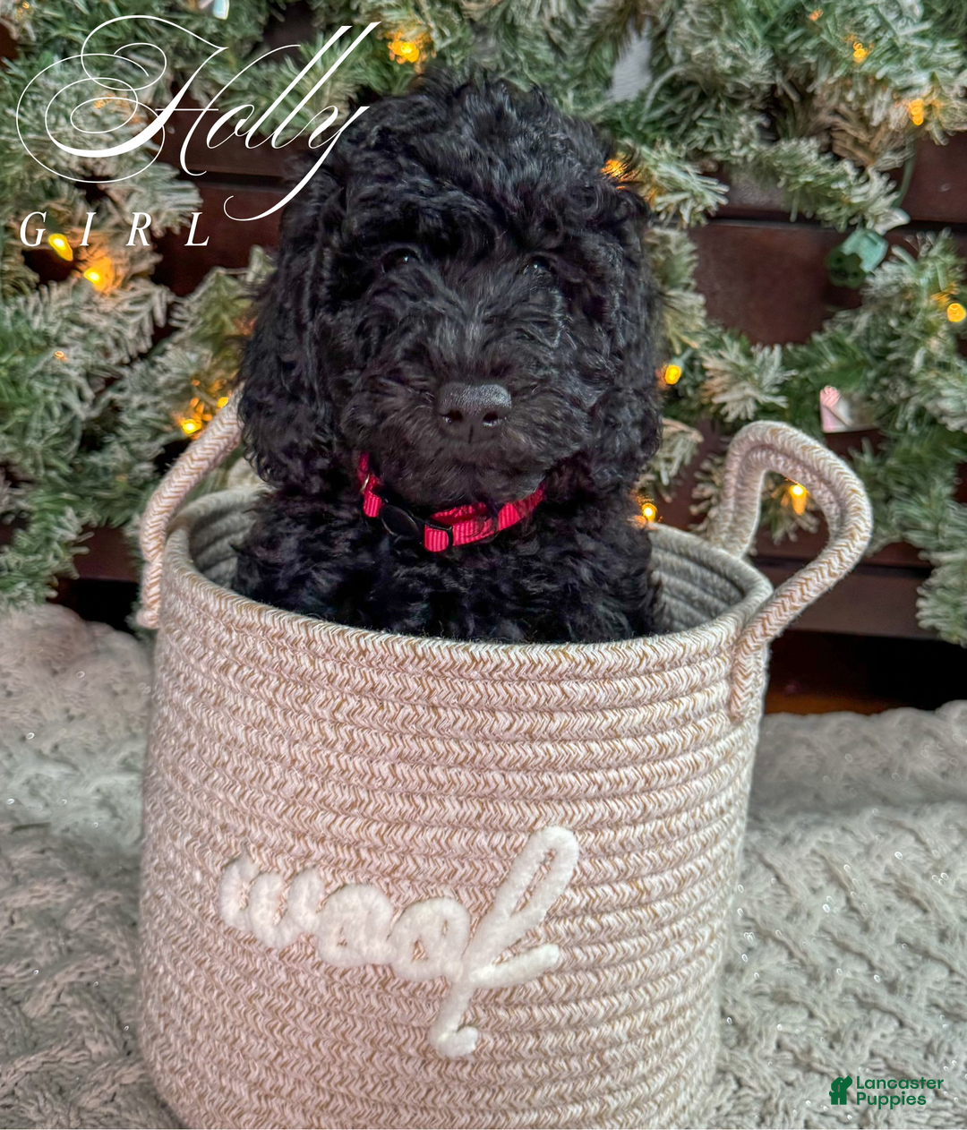 Mini Goldendoodle dogs for sale: Mini Goldendoodle Puppy 1 - Ad 16