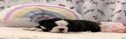 English Bulldog dogs for sale: Marla - Ad 3