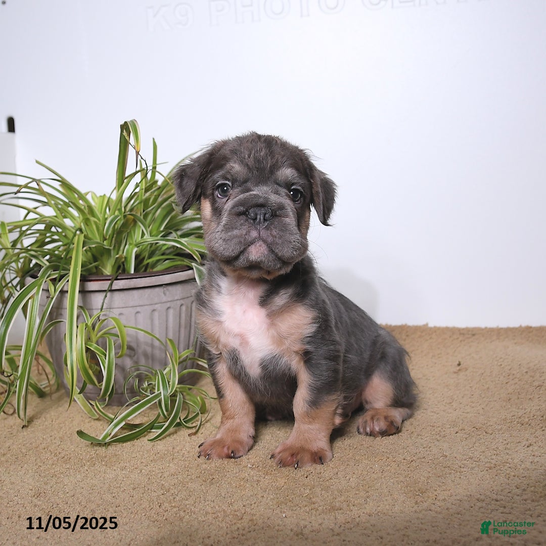 French Bulldog dogs for sale: Pepper - Ad 1