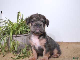 French Bulldog dogs Pepper - Ad 41