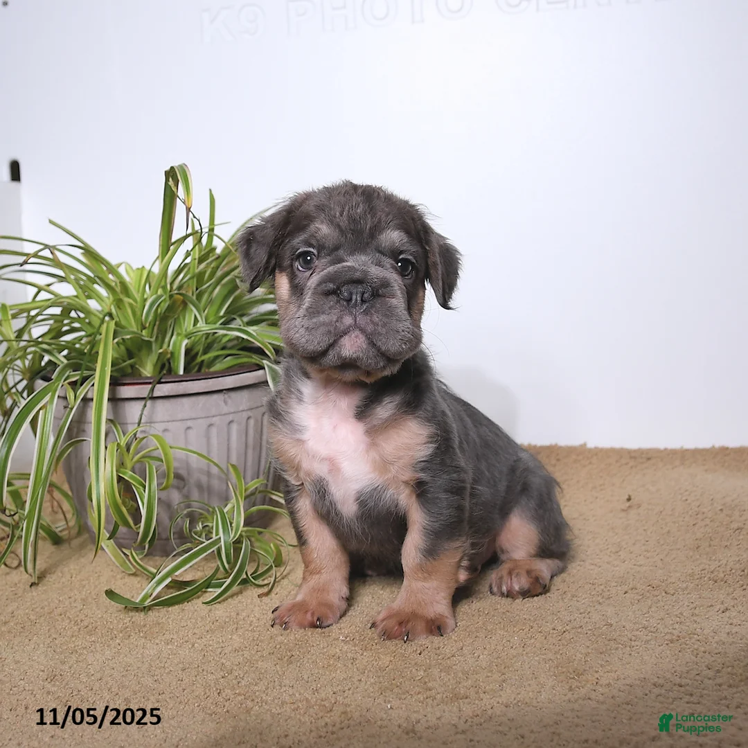 French Bulldog dogs for sale: Pepper - Ad 1