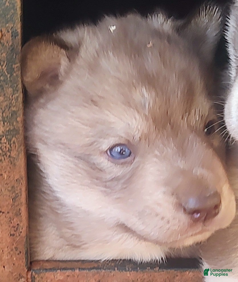 Siberian Husky dogs Siberian Husky Puppy 1 - Ad 16