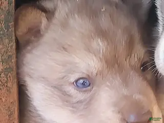 Siberian Husky dogs Siberian Husky Puppy 1 - Ad 16