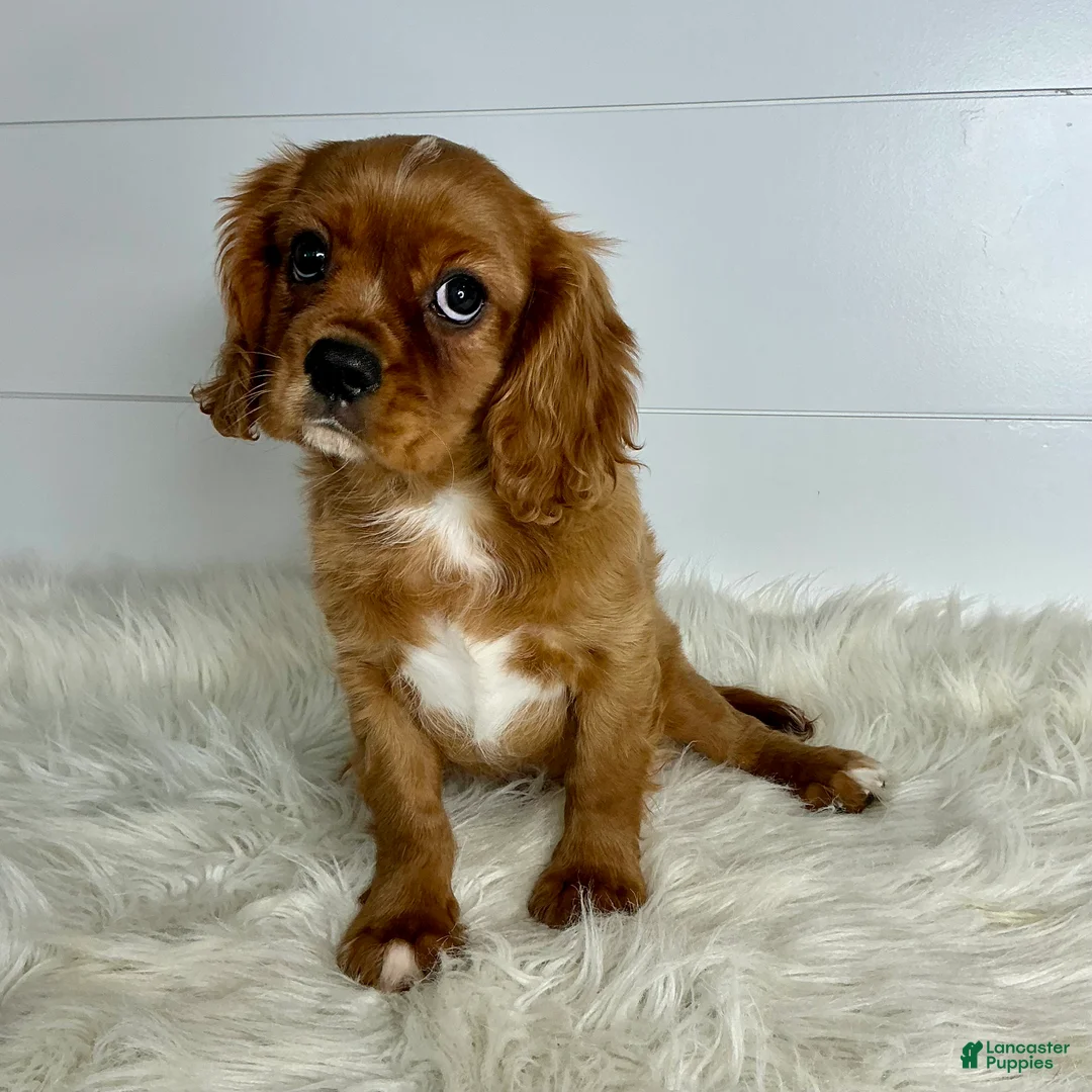 Cavalier King Charles Spaniel dogs for sale: Neil - Ad 3