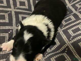 Border Collie dogs Bubbles - Ad 36