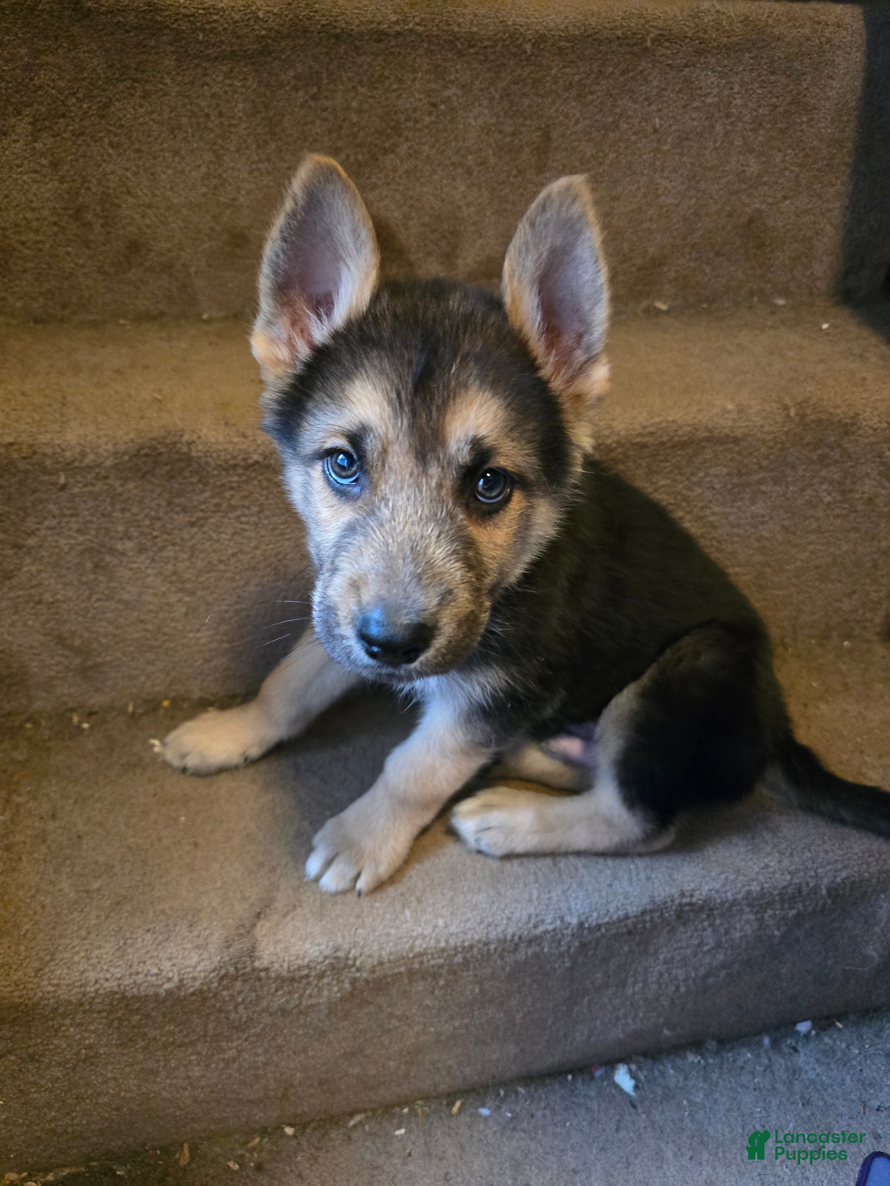 Gerberian Shepsky dogs Rocco - Ad 2