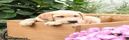 Labrador Retriever dogs for sale: Gumdrop - Ad 3