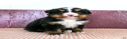 Bernese Mountain Dog dogs for sale: Will - Ad 1