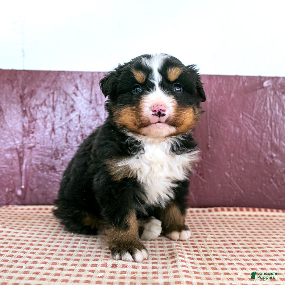 Bernese Mountain Dog dogs for sale: Will - Ad 1