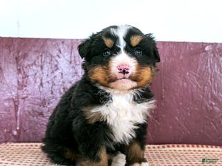 Bernese Mountain Dog dogs Will - Ad 35