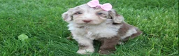 Mini Aussiedoodle dogs for sale: Colette - Ad 6