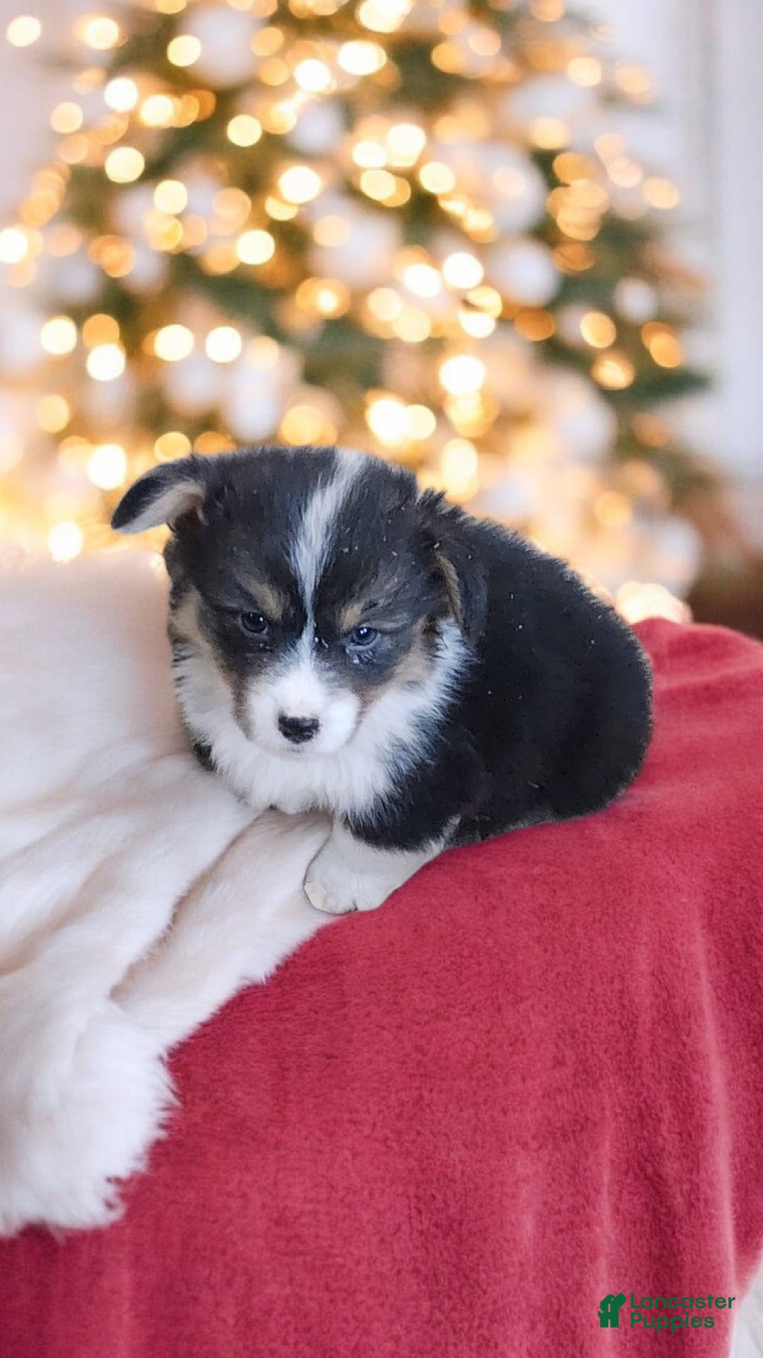 Welsh Corgi Pembroke dogs for sale: Blitzen fluffy  - Ad 6