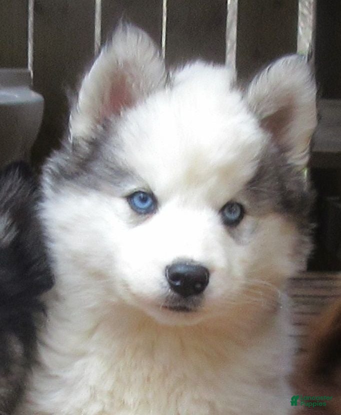 Siberian Husky dogs Siberian Husky Puppy 1 - Ad 1