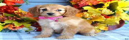 Cavapoo dogs for sale: Hannah  - Ad 3