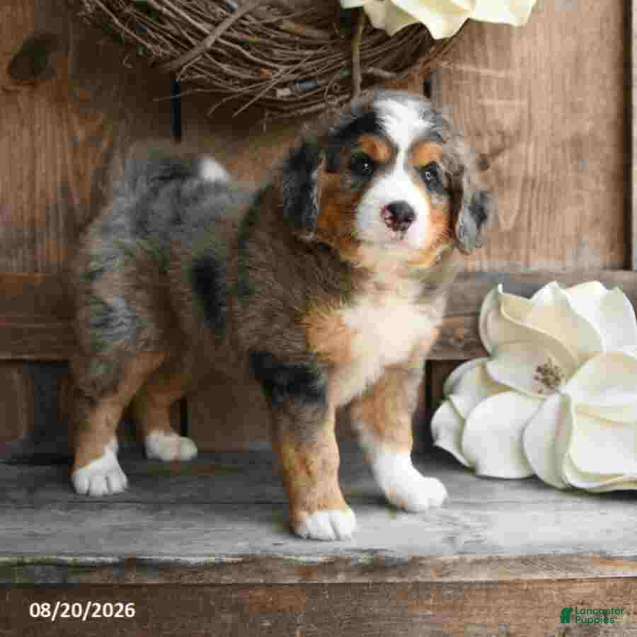 Mini Bernedoodle dogs Marley - Ad 1