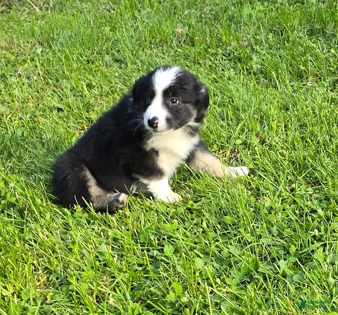 Australian Shepherd dogs for sale: Deja - Ad 2