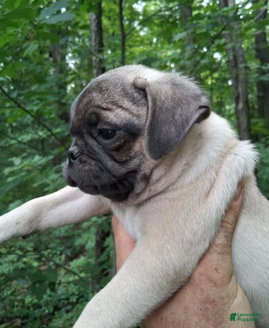 Pug dogs for sale: Pug 2 - Ad 2