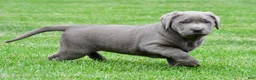 Labrador Retriever dogs for sale: Bella - Ad 7