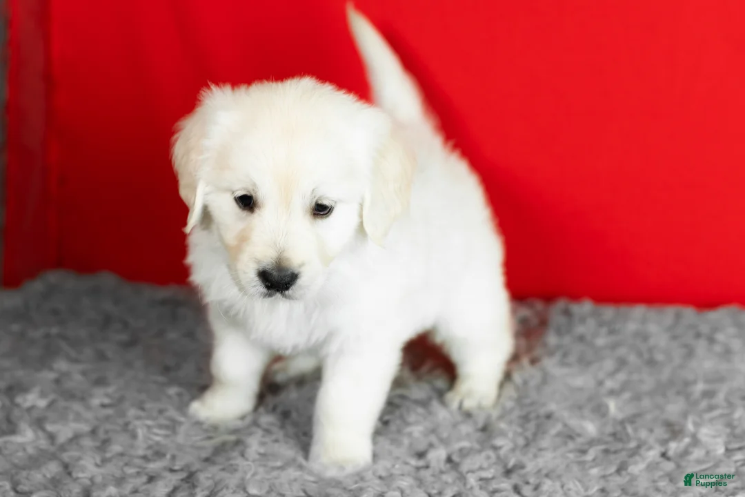 Golden Retriever dogs for sale: Bear - Ad 5