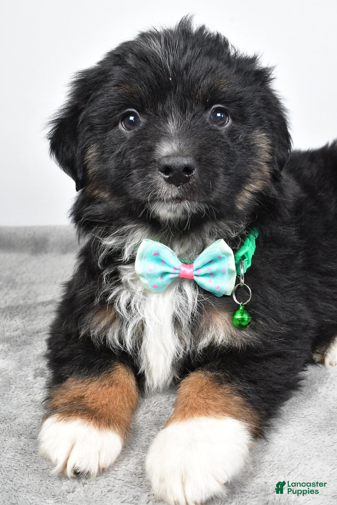 Miniature Australian Shepherd dogs for sale: Walter - Ad 6