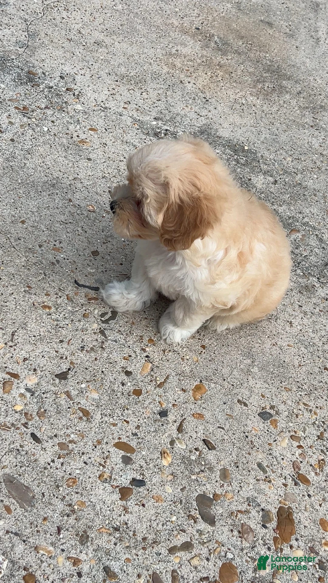 Maltipoo dogs for sale: Maltipoo 1 - Ad 2