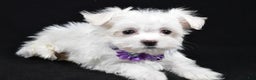 Maltese dogs for sale: Layla - Ad 1