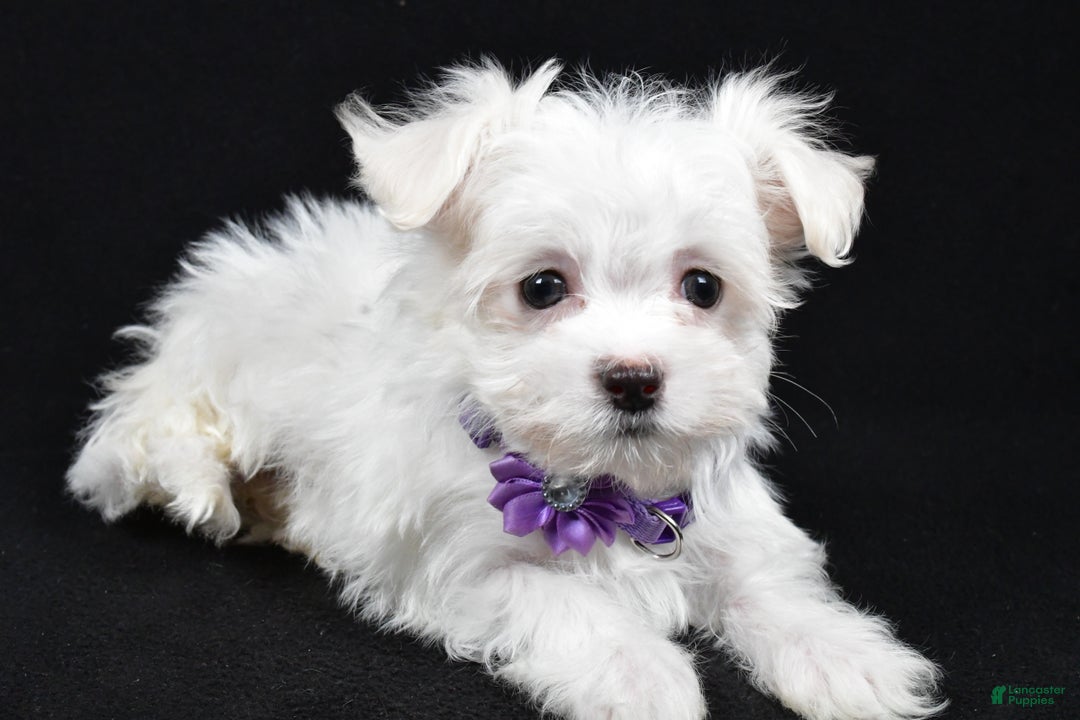 Maltese dogs for sale: Layla - Ad 1