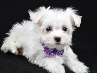 Maltese dogs Layla - Ad 31