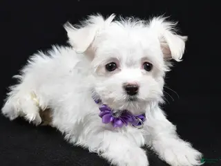Maltese dogs Layla - Ad 31