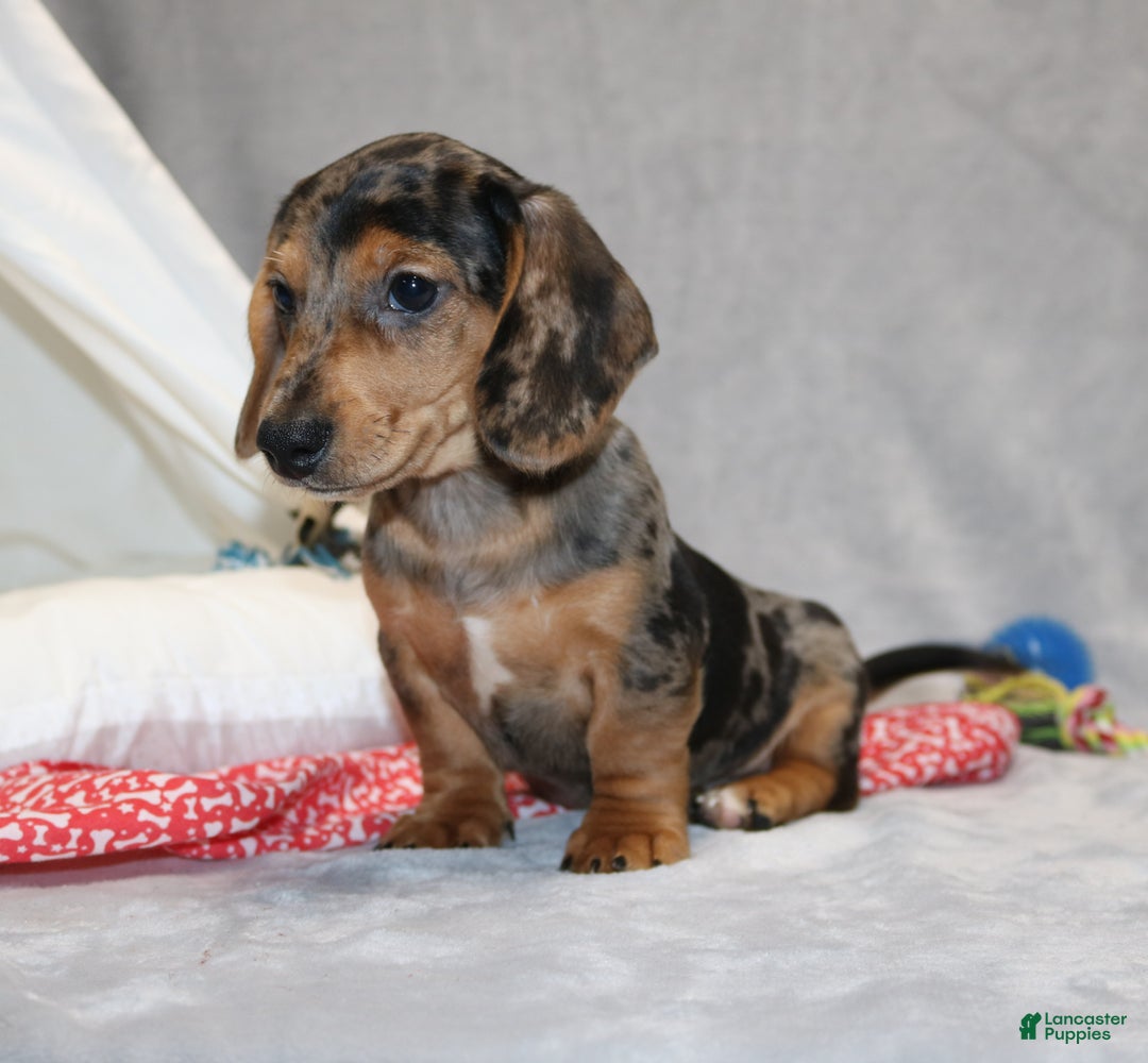 Miniature Dachshund dogs for sale: Bruno - Ad 5
