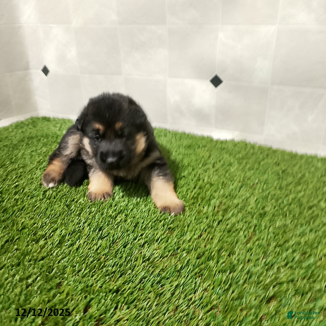 German Shepherd dogs for sale: Laurie - Ad 3