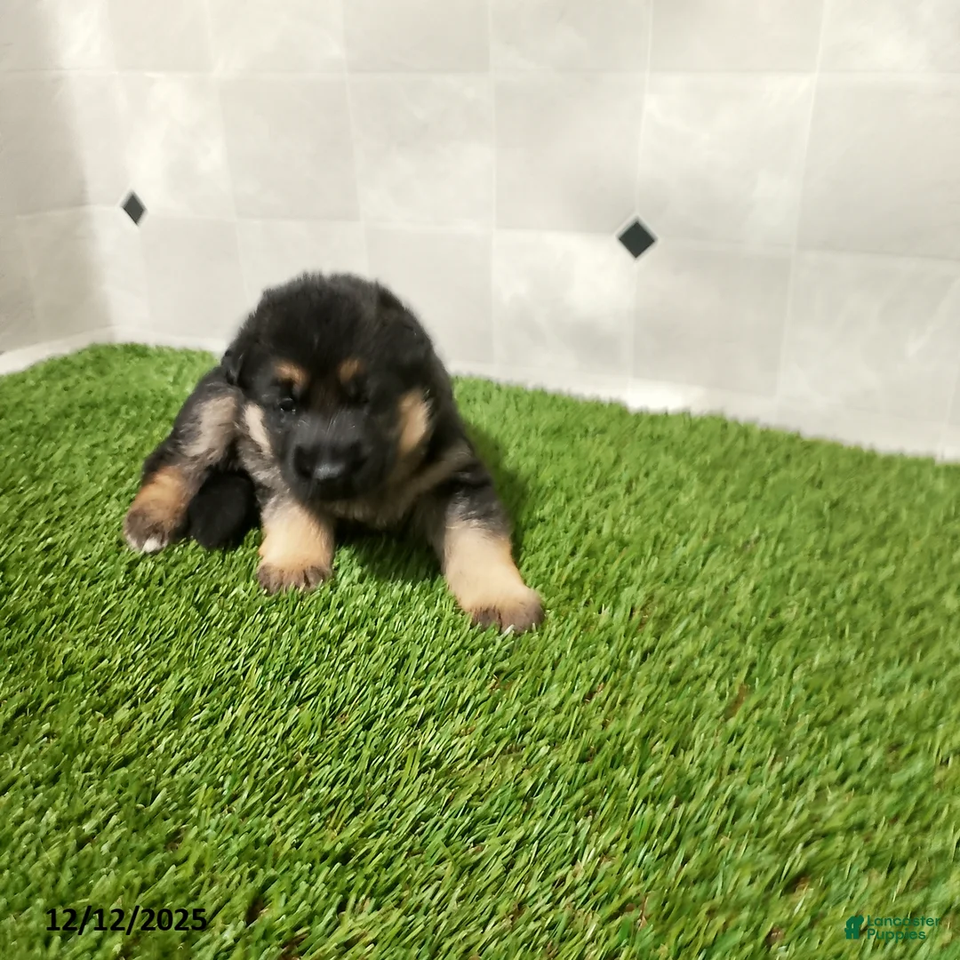 German Shepherd dogs for sale: Laurie - Ad 3