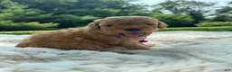 Miniature Poodle dogs for sale: Goldy - Ad 6