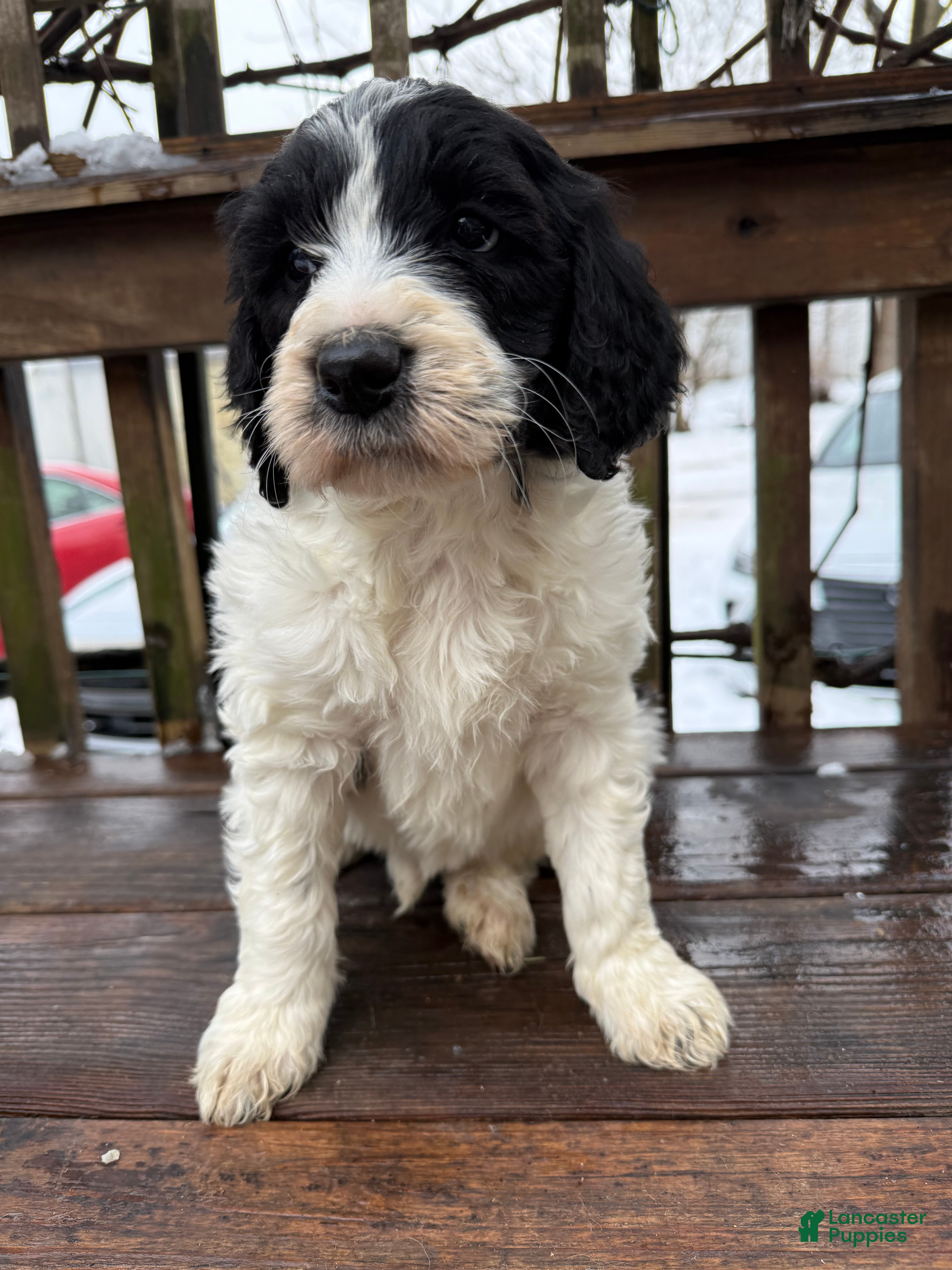 Goldendoodle dogs Cookie - Ad 2