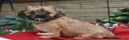 Mixed Breed dogs for sale: Nash - Ad 5