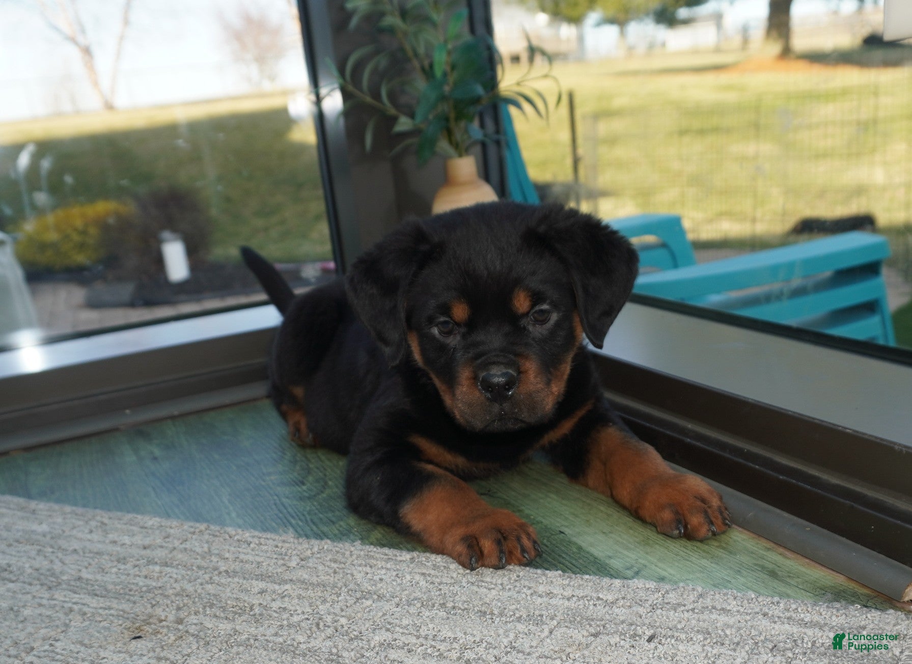 Rottweiler dogs Duke - Ad 1