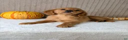 Golden Retriever dogs for sale: Draco - Ad 3