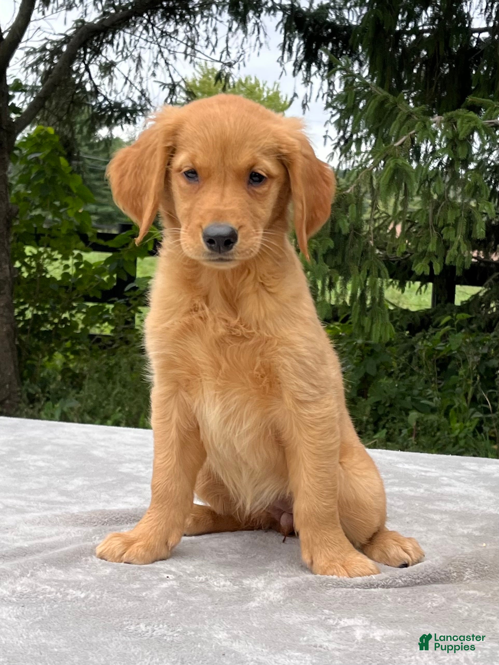 Golden Retriever dogs Indigo - Ad 1