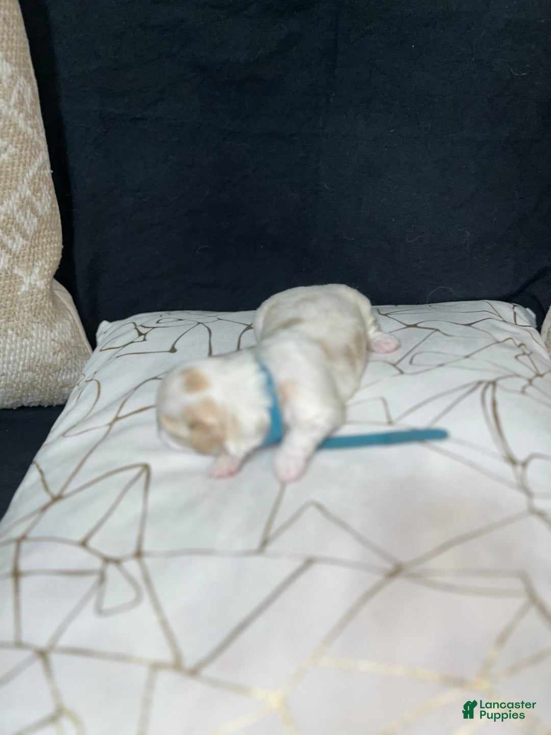 Shih Tzu dogs for sale: Atum - Ad 2