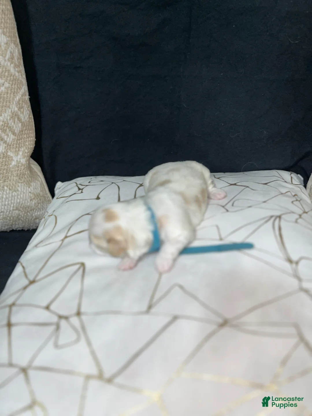 Shih Tzu dogs for sale: Atum - Ad 2