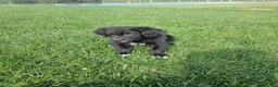 Mixed Breed dogs for sale:  Max - Ad 5