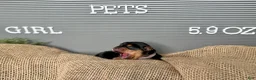 Yorkshire Terrier dogs for sale: Yorkshire Terrier Girl - Pink Collar - Ad 1