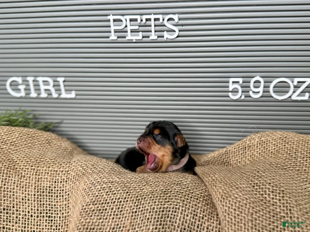 Yorkshire Terrier dogs for sale: Yorkshire Terrier Girl - Pink Collar - Ad 1