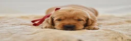 Golden Retriever dogs for sale: Red Collar - Ad 18
